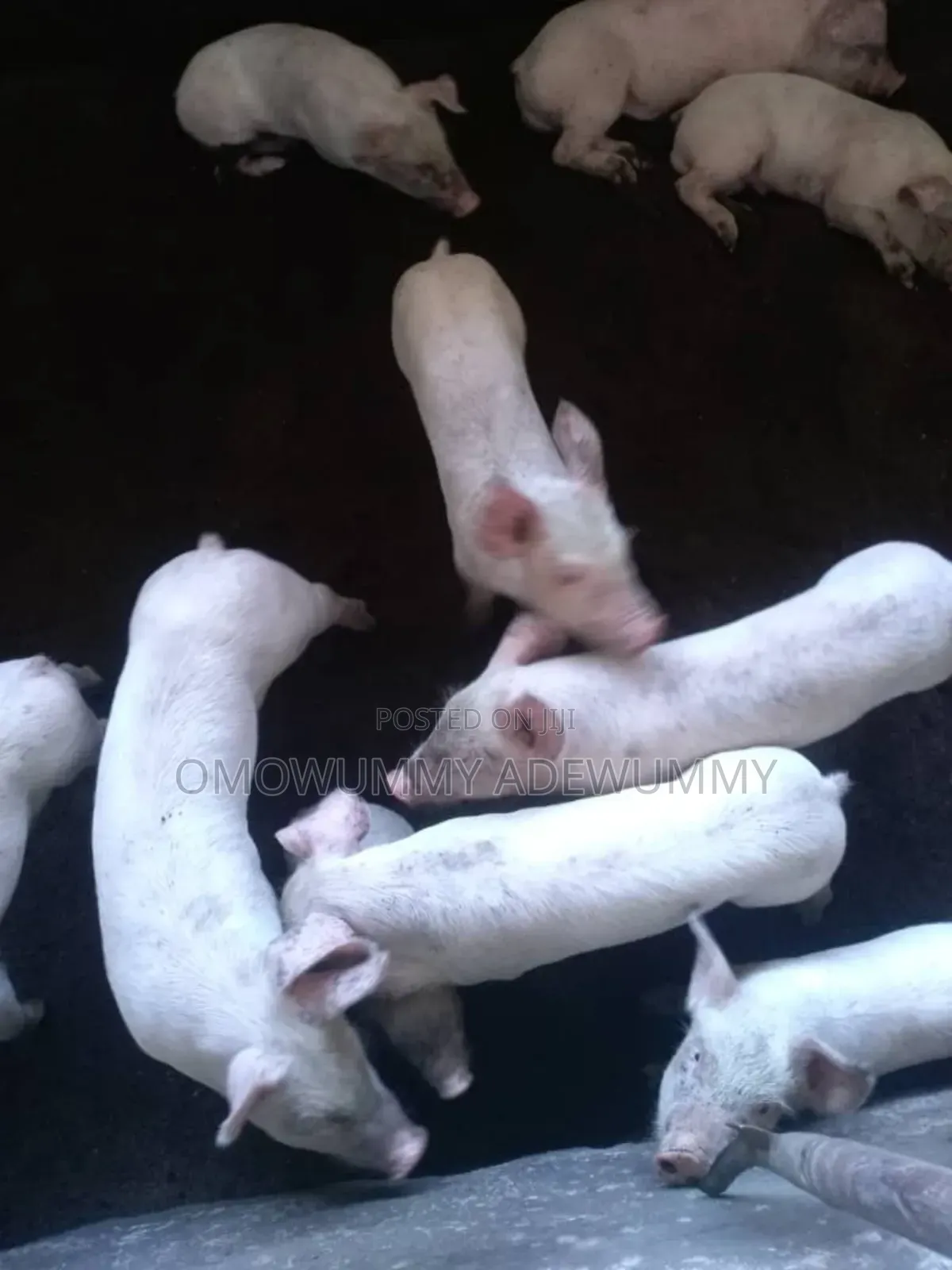 Exotic Pigs Breeding Farm