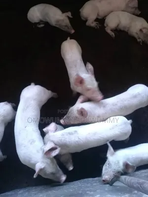 Exotic Pigs Breeding Farm