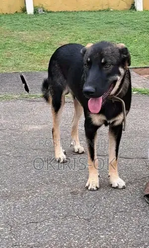 1+ year Male Mixed Breed German Shepherd