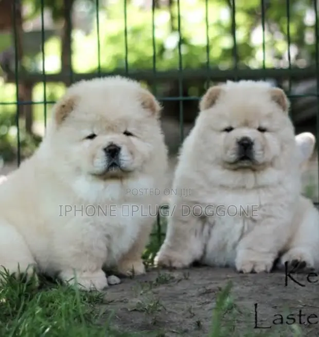 1-3 months Male Purebred Chow Chow in Alimosho Dogs Puppies
