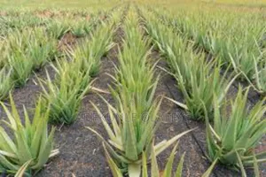 Aloe Vera for Sale