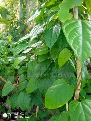 Walnut Seedlings