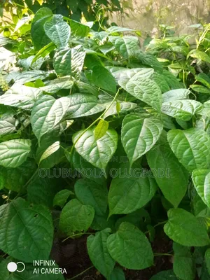 Walnut Seedlings