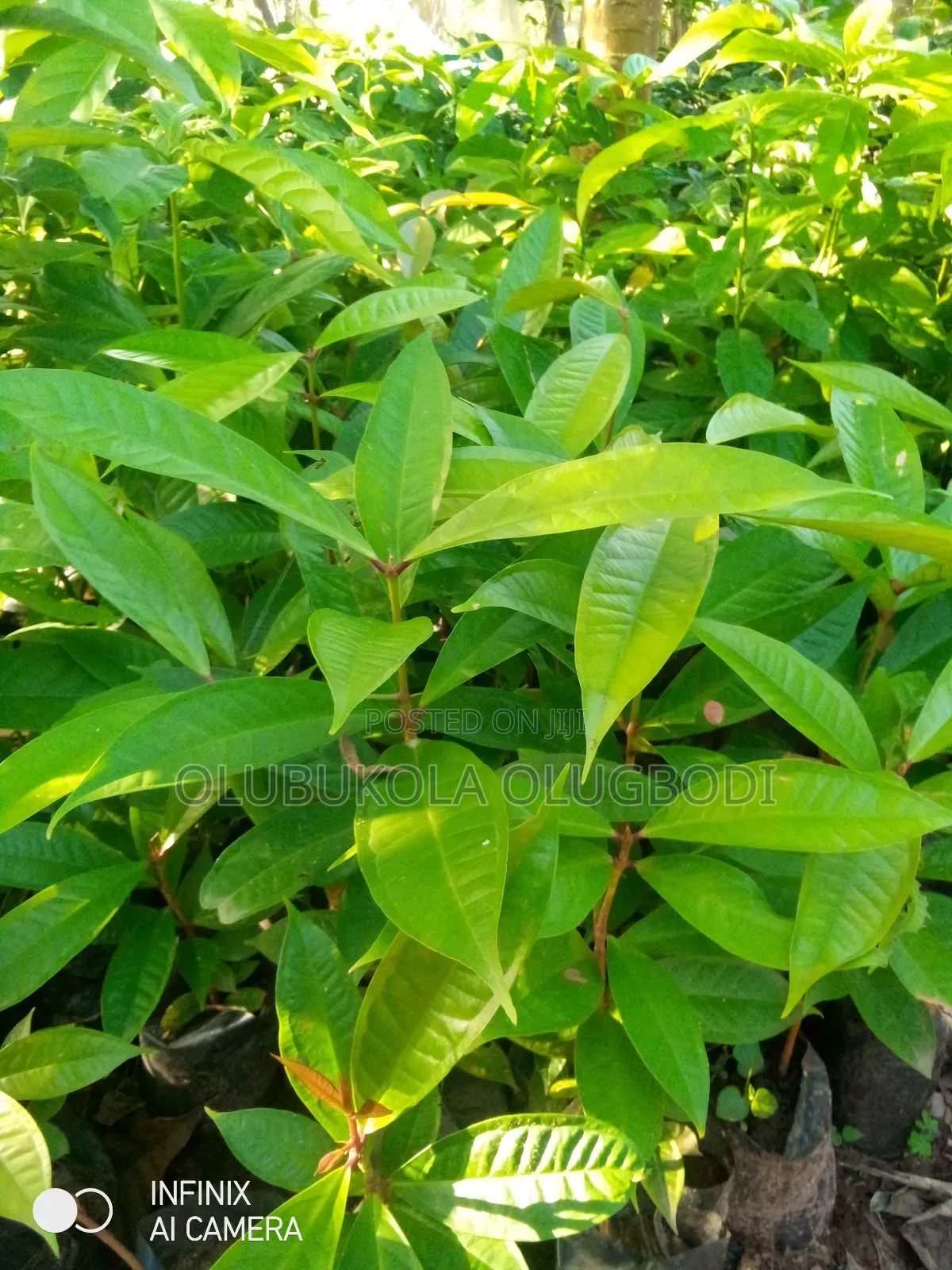 Bell Apple Seedlings