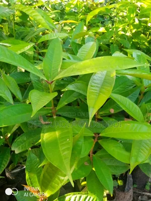 Bell Apple Seedlings