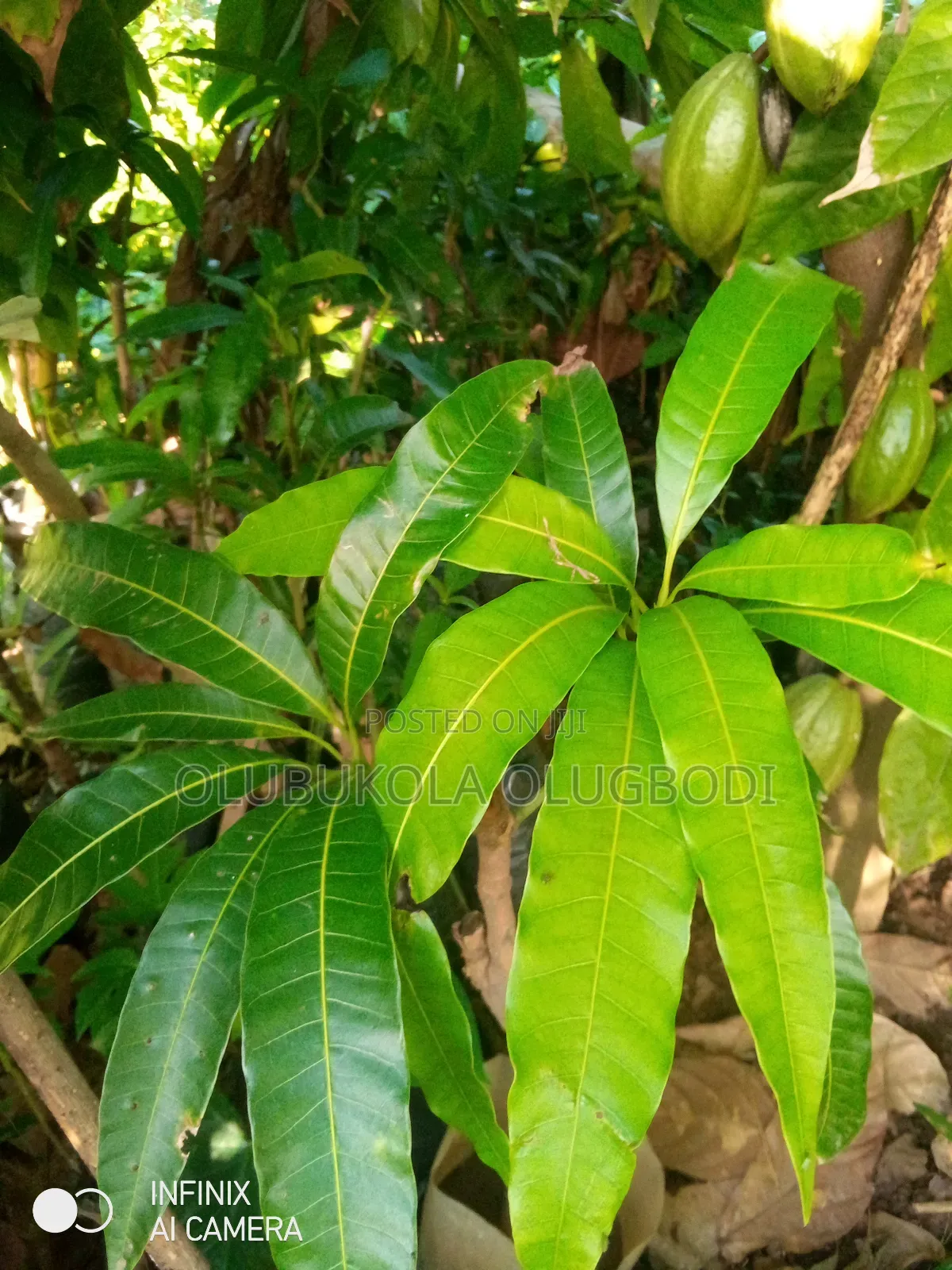 Grafted Mango Seedlings