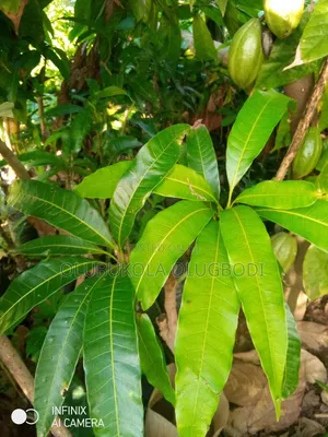 Grafted Mango Seedlings