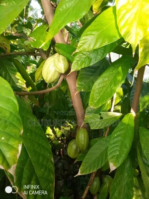 Hybrid Cocoa Seedlings