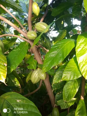 Hybrid Cocoa Seedlings