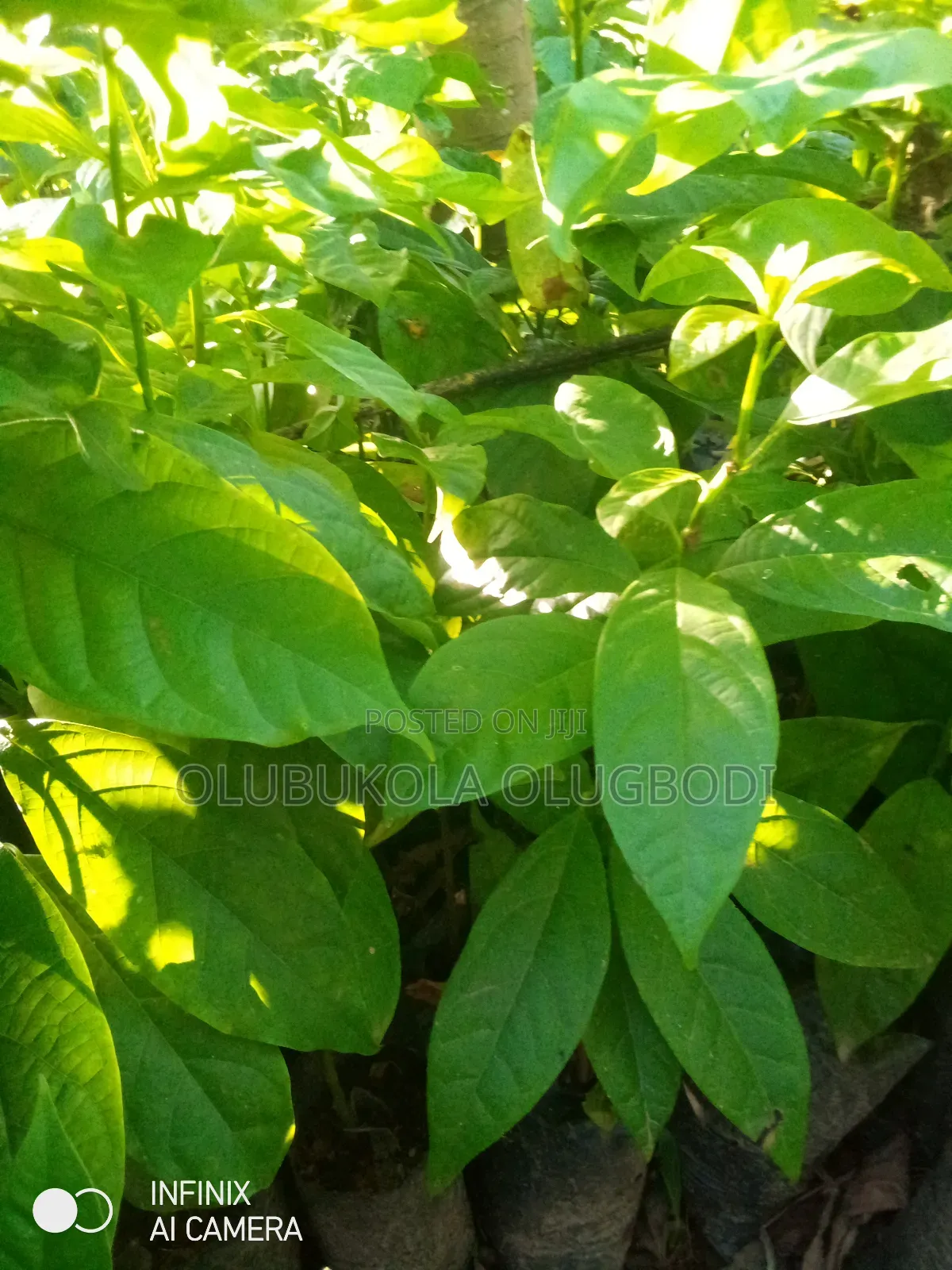 Avocado Pear Seedlings