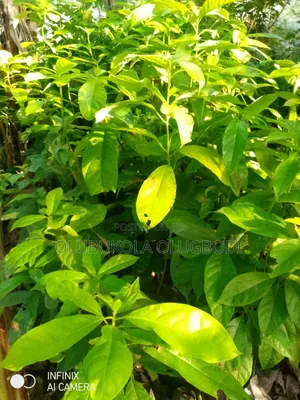 Avocado Pear Seedlings