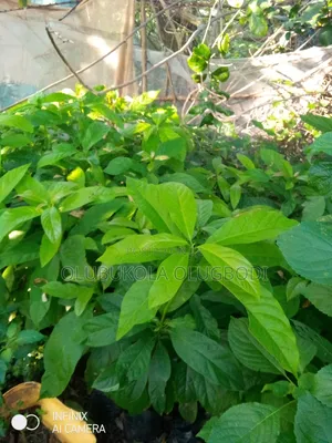 Avocado Pear Seedlings