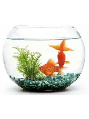 Photo - 10 Liters Fishbowl Kit With 2 Fishes
