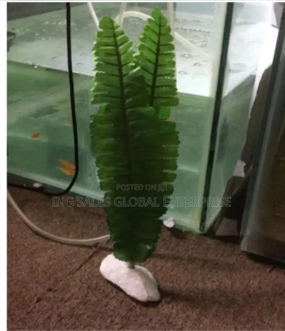 Aquarium Green Plant