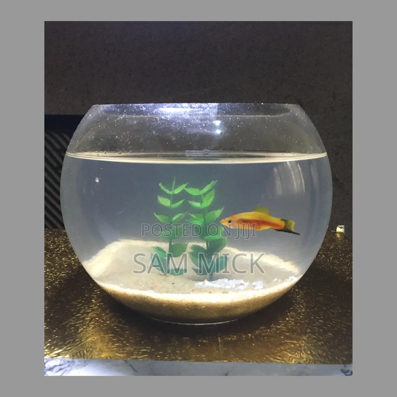 3 Liters Sand Fishbowl Kit With One Fish