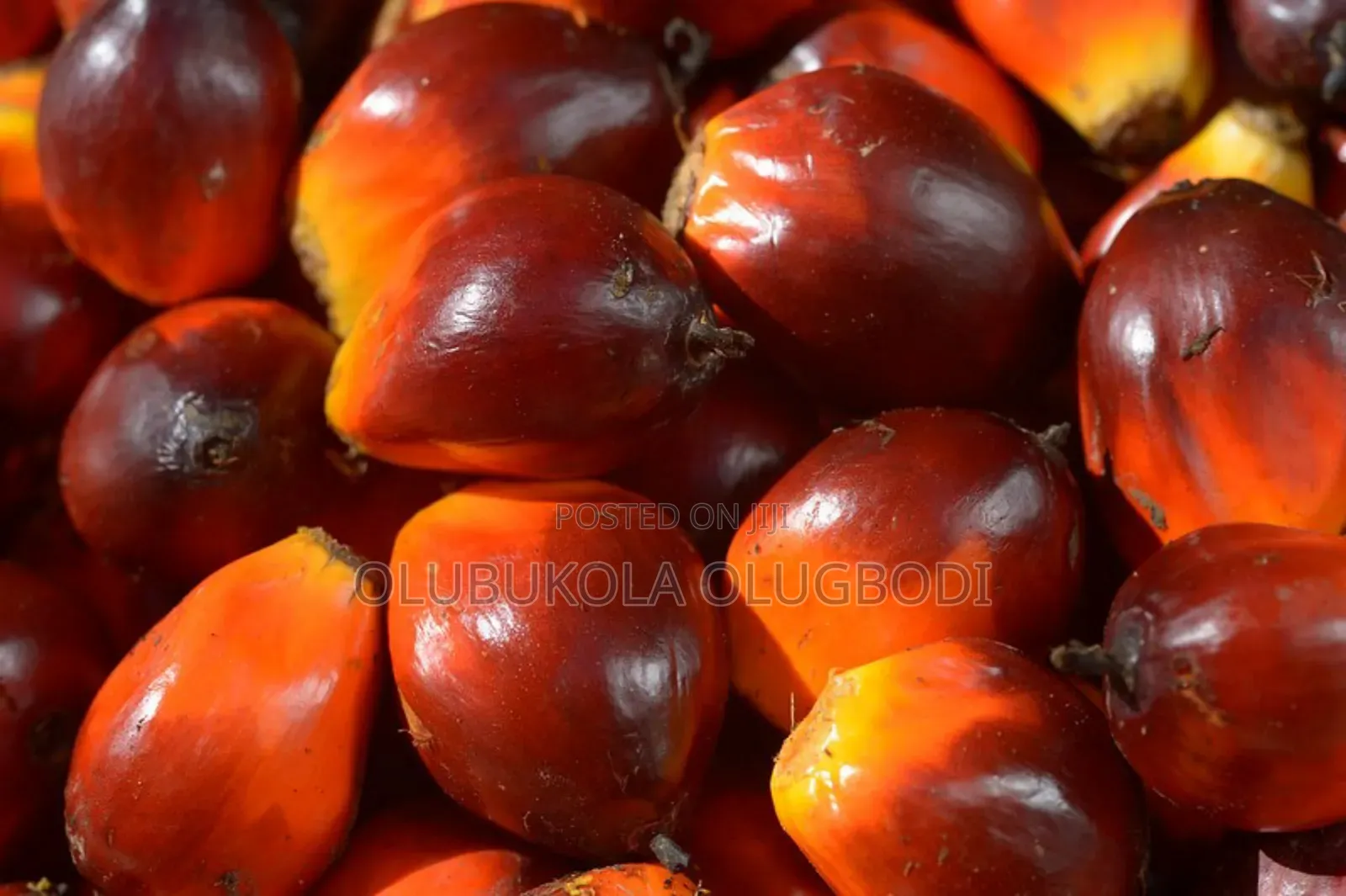 100% Malaysia Supergene Oilpalm Dwarf Seedlings