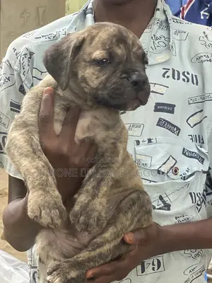 1-3 months Female Purebred Boerboel