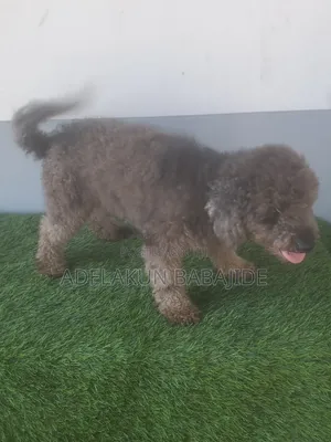 1+ year Male Purebred Poodle