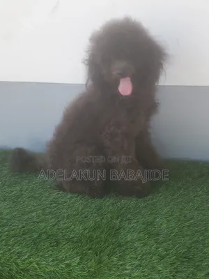 6-12 months Male Purebred Poodle