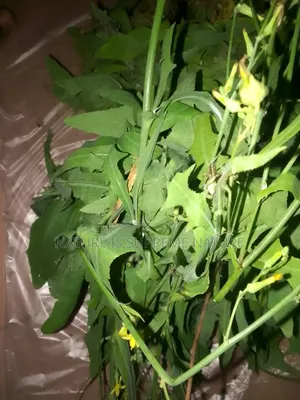 Dandelions