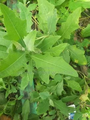 Dandelions