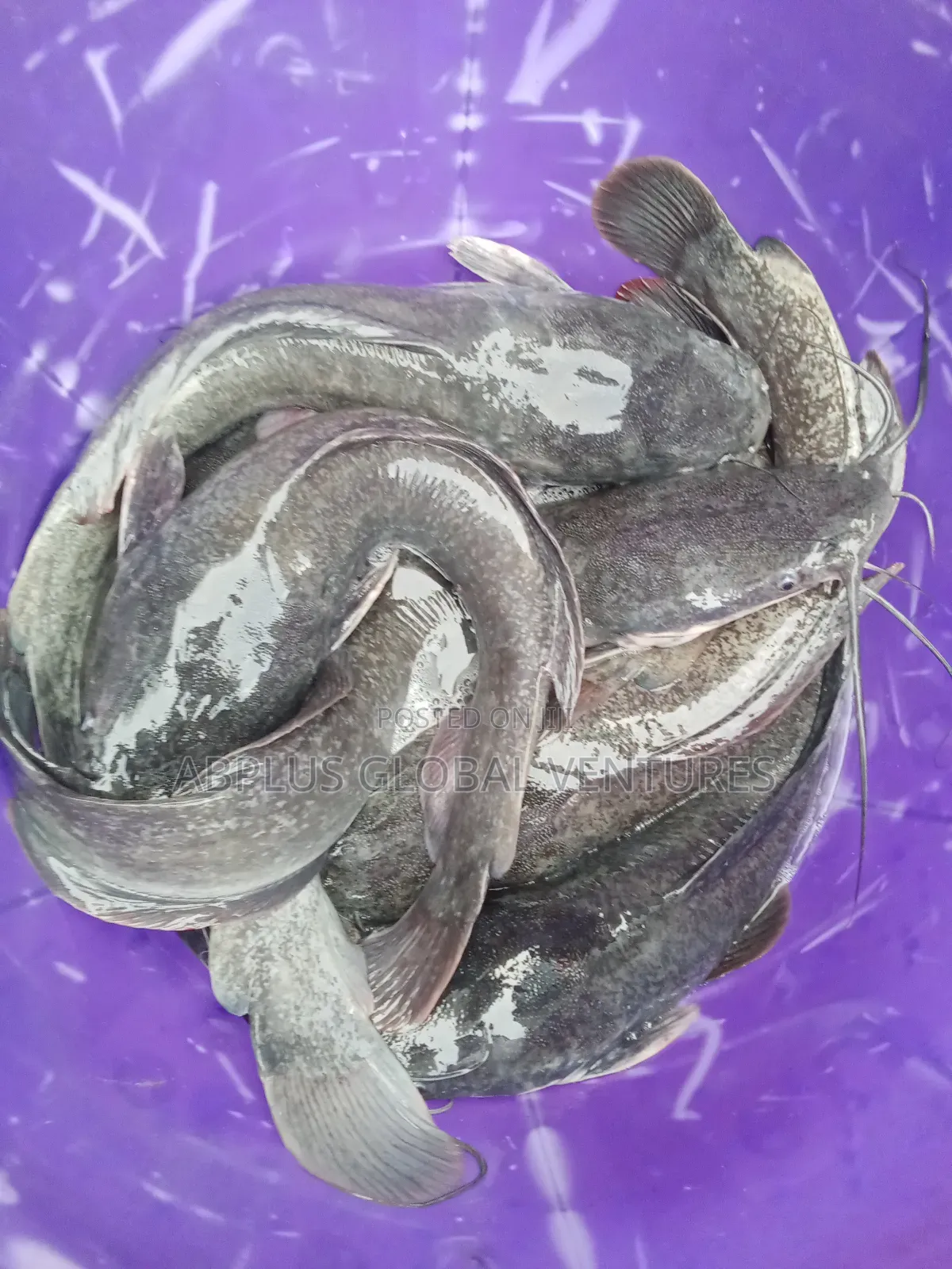 Catfish Fingerlings/Juvenile/Jumbo/Table Sizes