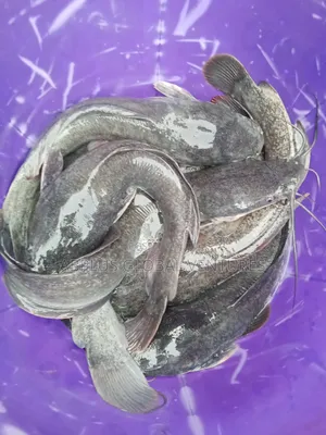 Catfish Fingerlings/Juvenile/Jumbo/Table Sizes