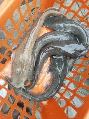 Catfish Fingerlings/Juvenile/Jumbo/Table Sizes