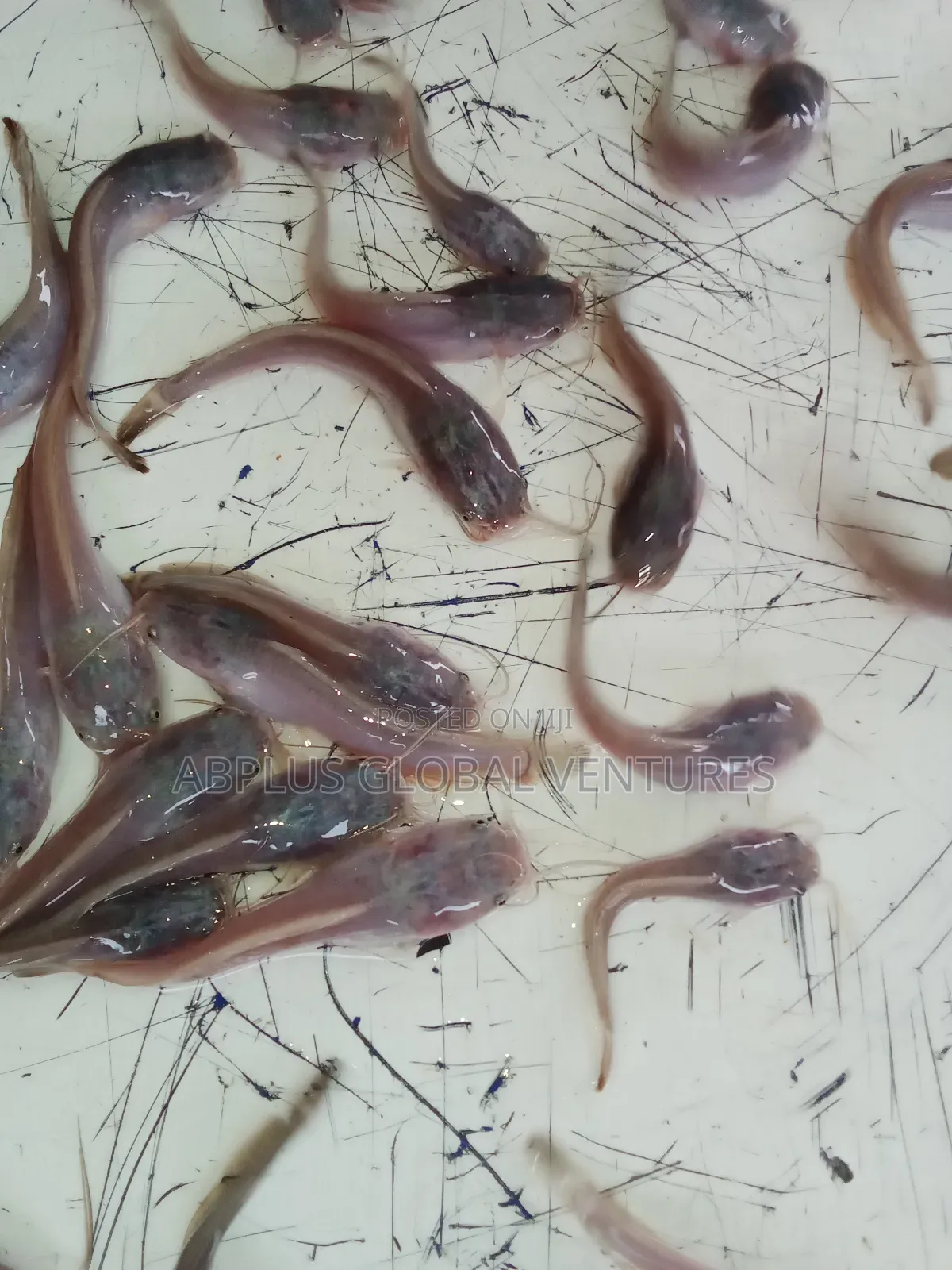 Catfish Fingerlings/Juvenile/Jumbo/Table Sizes