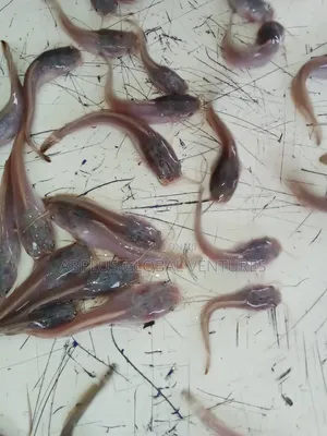 Catfish Fingerlings/Juvenile/Jumbo/Table Sizes
