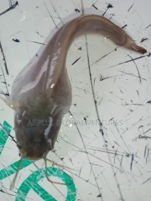Catfish Fingerlings/Juvenile/Jumbo/Table Sizes