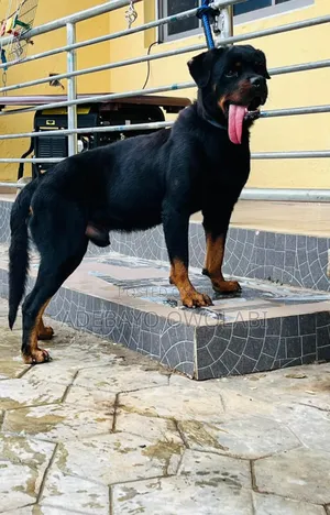 Veterinary Services