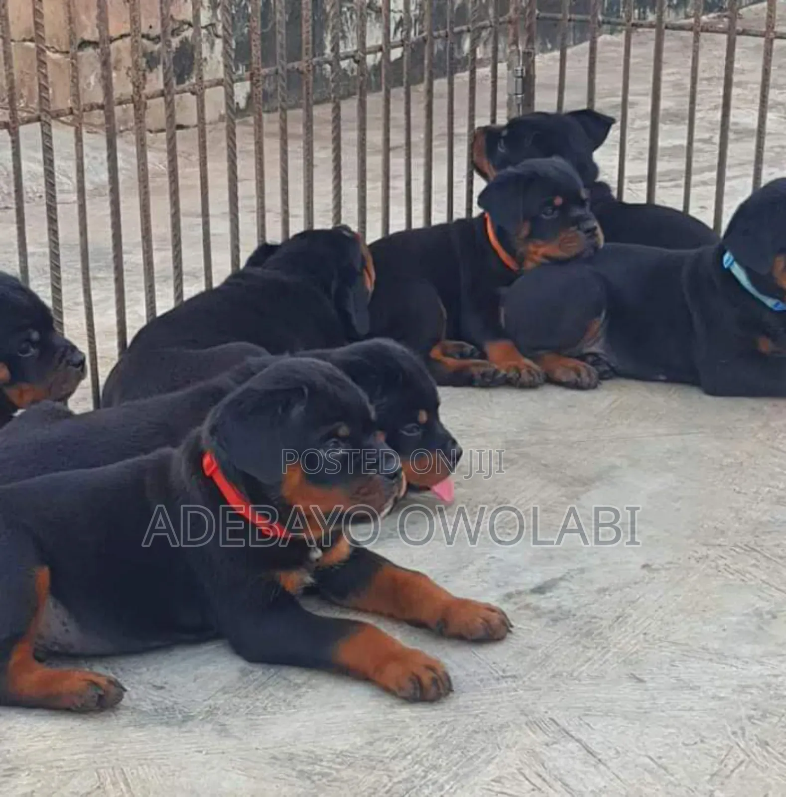 Veterinary Services
