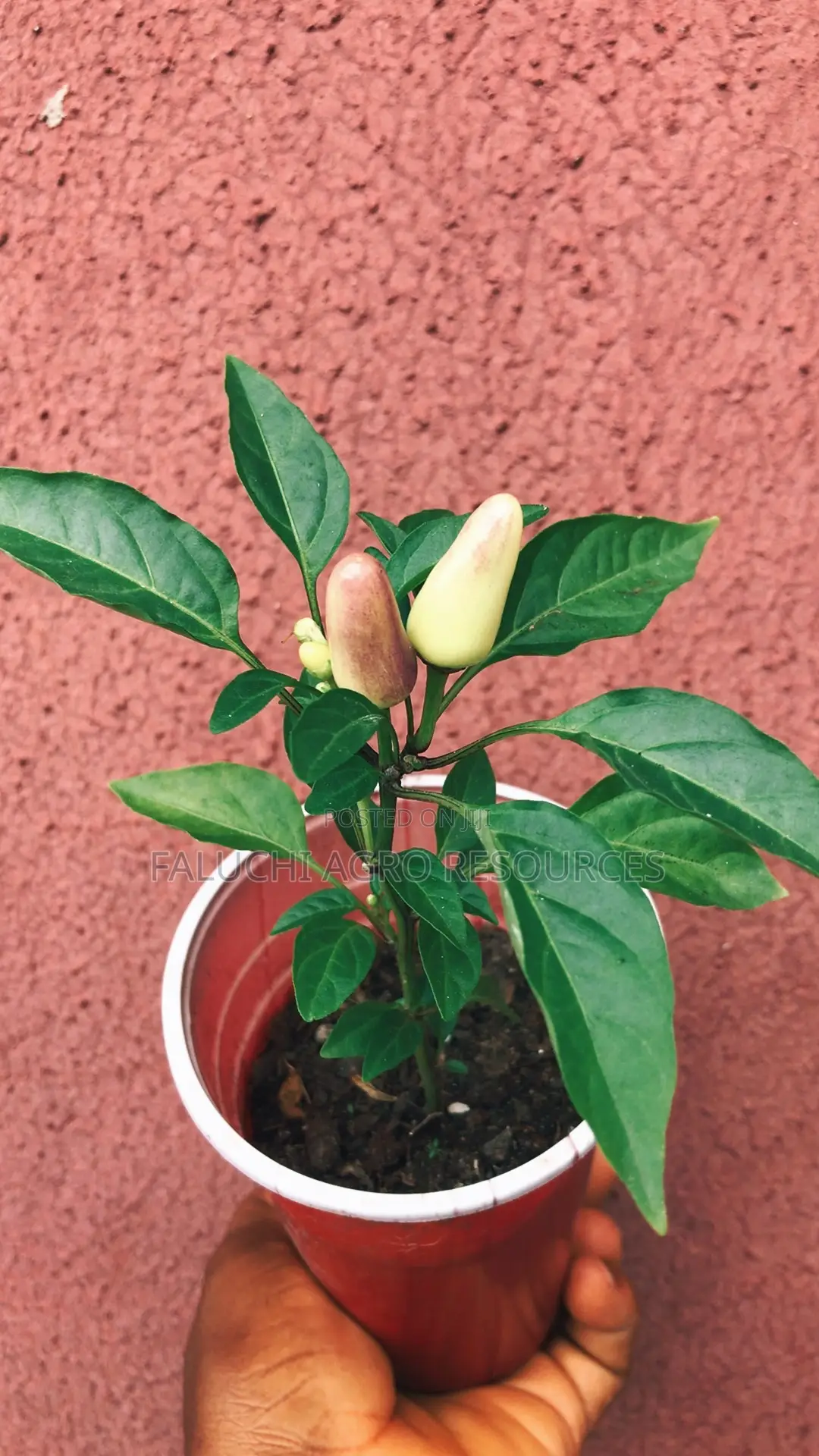 Ornamental Chili Pepper Seedling