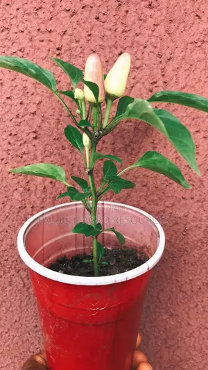 Ornamental Chili Pepper Seedling