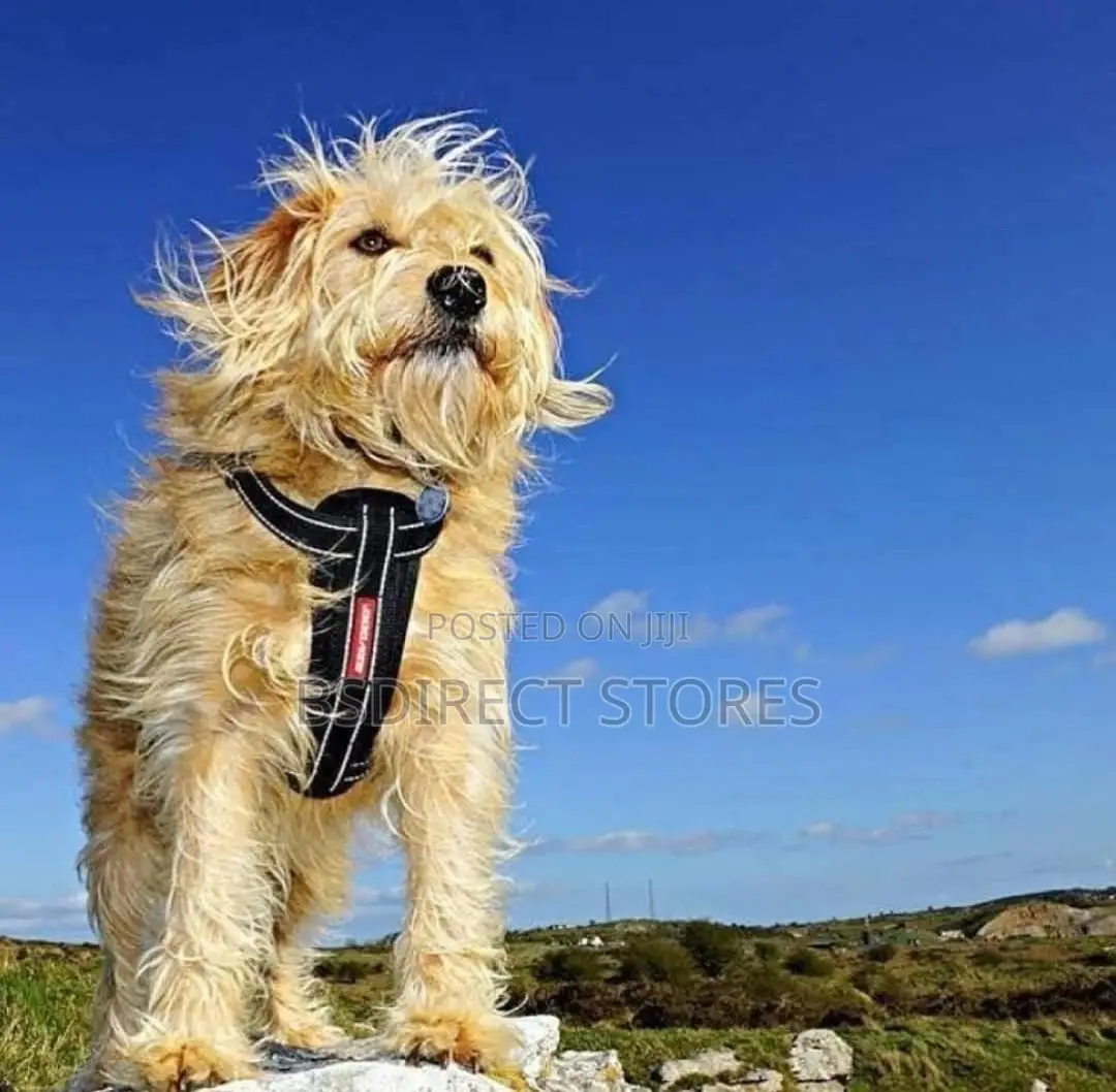 Ezydog BLACK SMALL Chest Plate Harness + Car Seat Restraint