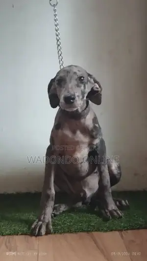 3-6 months Female Purebred Great Dane