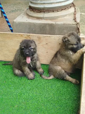 1-3 months Female Purebred Caucasian Shepherd