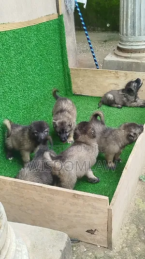1-3 months Male Purebred Caucasian Shepherd