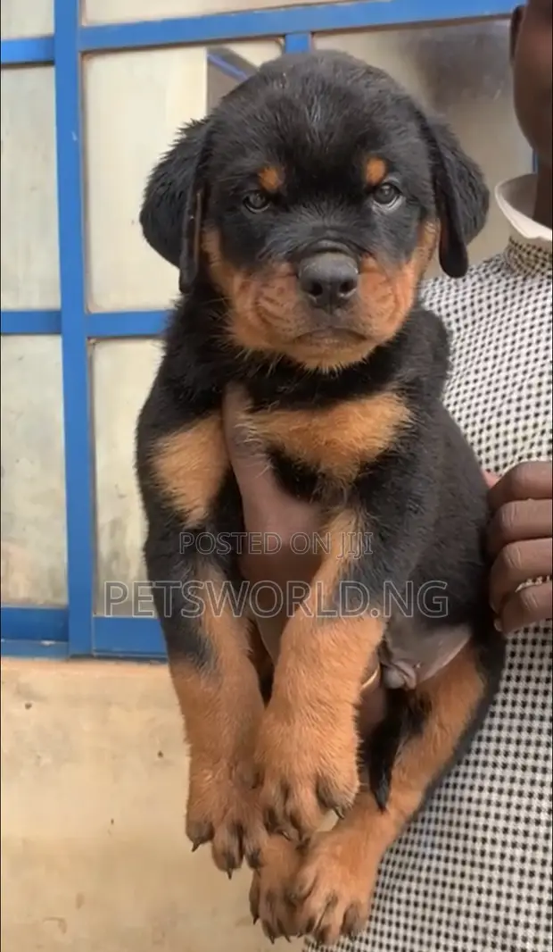 Female Rottweiler Months Old Rottweiler Puppy Month Rott Puppies