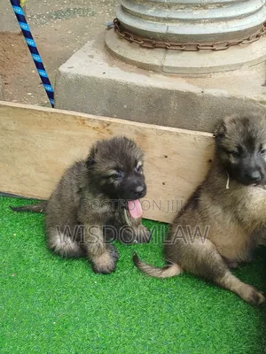 1-3 months Male Purebred Caucasian Shepherd