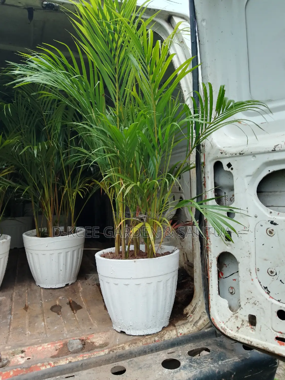 Golden Palm and Pots