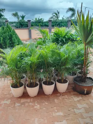 Golden Palm and Pots