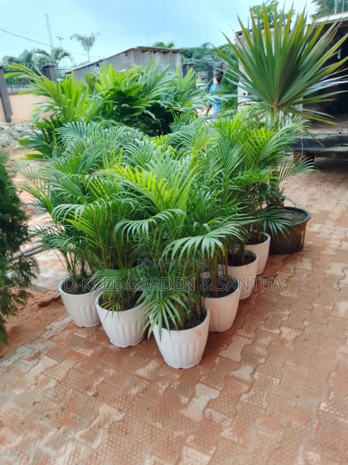 Golden Palm and Pots
