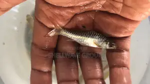Congo Barb Fish