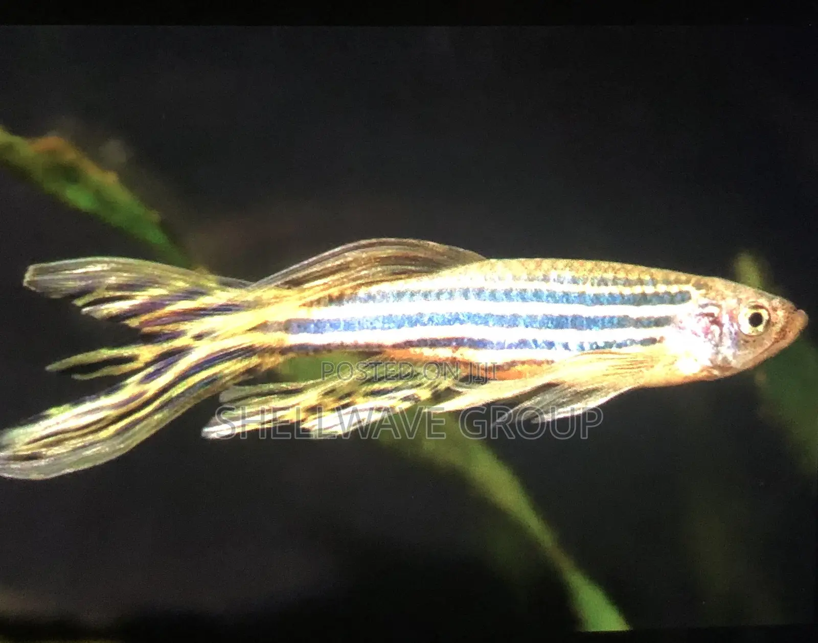 Zebra Danios
