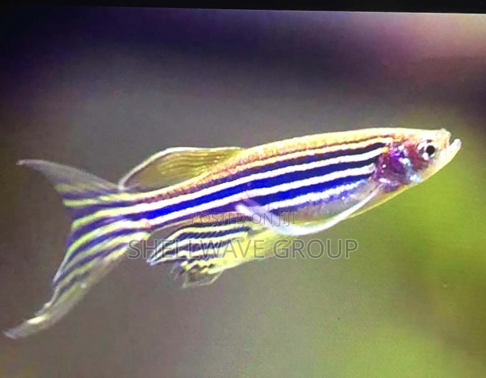 Zebra Danios