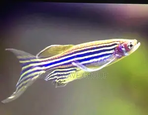 Zebra Danios