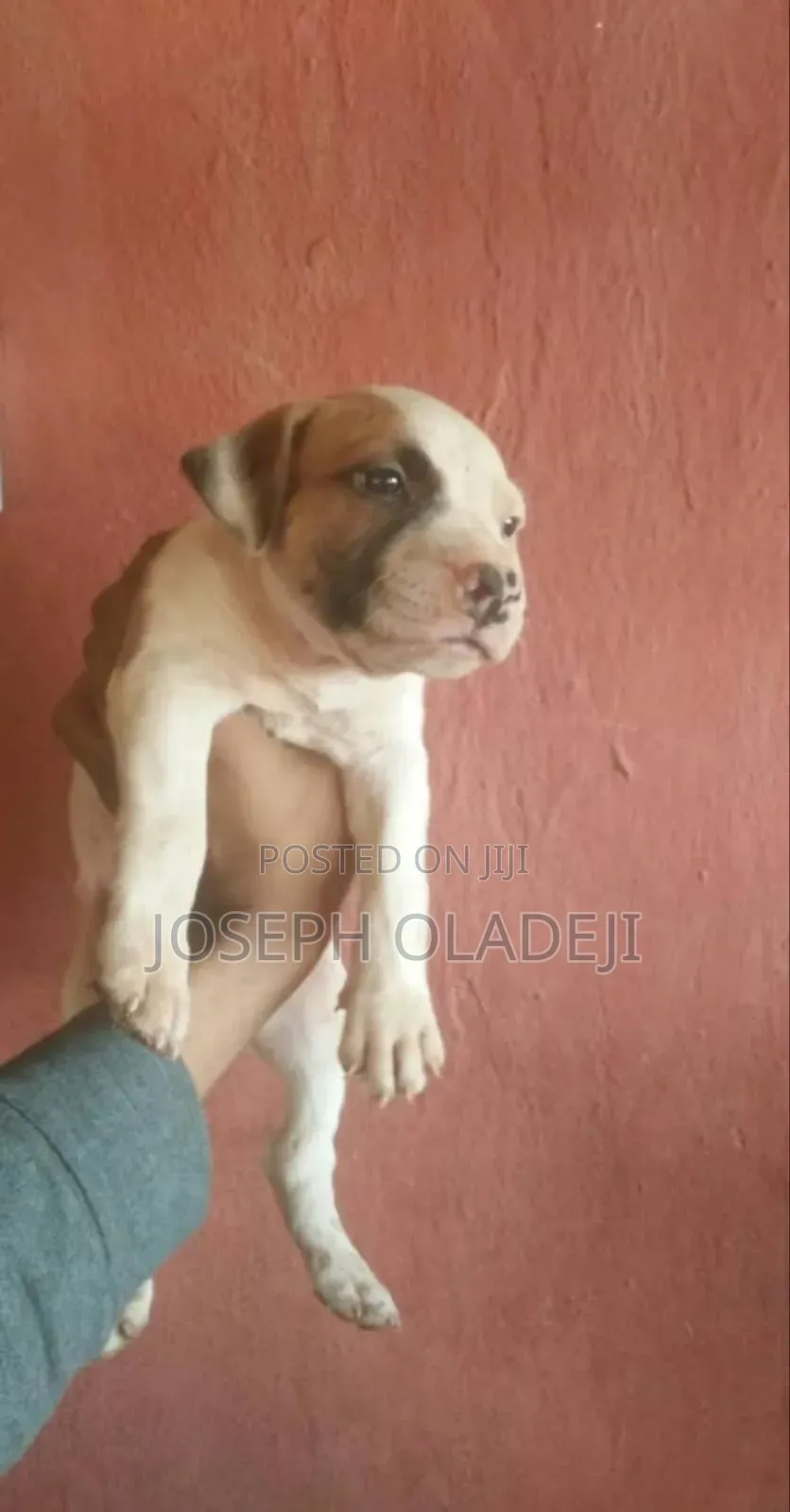 1-3 months Male Purebred American Pit Bull Terrier