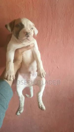 1-3 months Male Purebred American Pit Bull Terrier